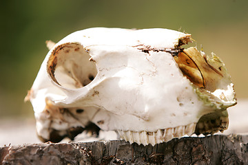 Image showing Sheep scull