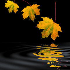 Image showing Falling Golden Leaves