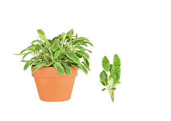 Image showing Variegated Sage Herb