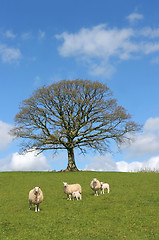 Image showing Spring Scene