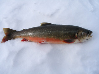 Image showing Salvelinus alpinus