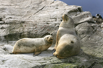 Image showing South American fur seal (Arctocephalus australis)