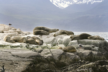 Image showing South American fur seal (Arctocephalus australis)