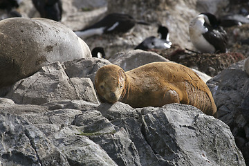 Image showing South American fur seal (Arctocephalus australis)