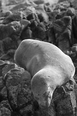 Image showing South American fur seal (Arctocephalus australis)