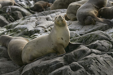 Image showing South American fur seal (Arctocephalus australis)