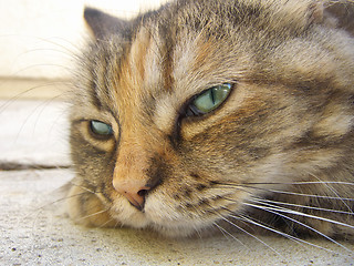 Image showing Persian Cat head