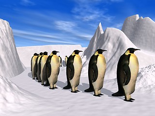 Image showing Penguins