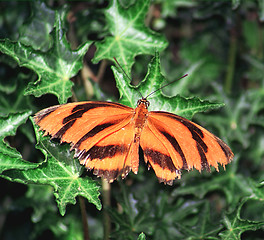 Image showing orange butterfly