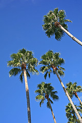 Image showing Palm Trees