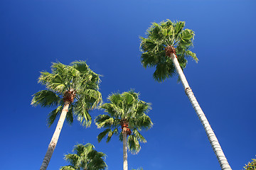 Image showing Palm Trees