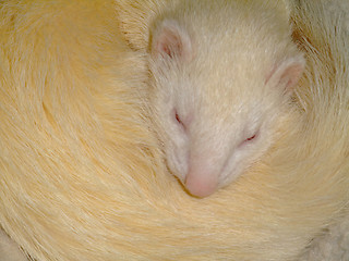 Image showing A white domestic ferret sleeping