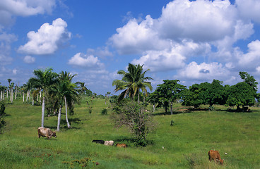 Image showing Cows in green field at Dominican republic