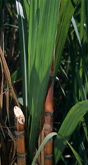 Image showing Sugar cane plant in Dominican republic
