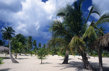 Image showing Saona island landscape - Dominican republic