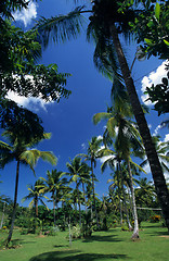 Image showing Palmtree garden in Dominican republic