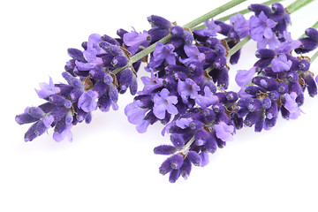 Image showing Isolated lavender