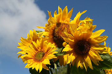 Image showing Sunflowers