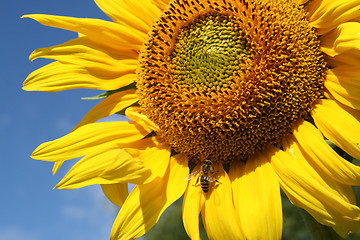 Image showing Honey bee and sunflower