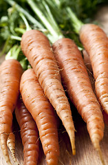 Image showing Carrots