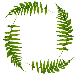 Image showing Four Fern Leaves