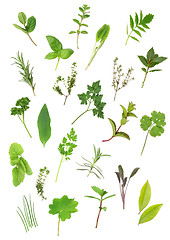 Image showing Herbs