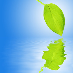 Image showing Hosta Leaf Beauty