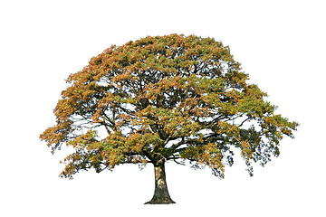 Image showing The Oak Tree In Autumn