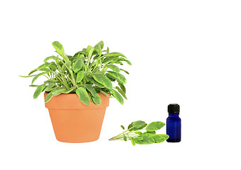 Image showing Herb Variegated Sage 