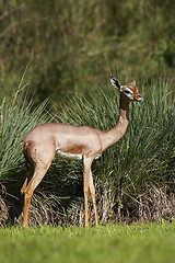 Image showing Young female blackbuck gazelle