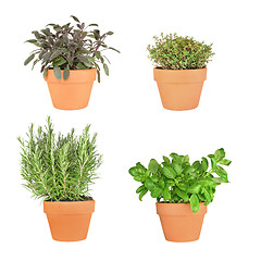 Image showing Rosemary, Sage, Basil and Silver Thyme.