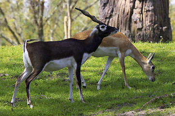Image showing Male and female blackbuck gazelle