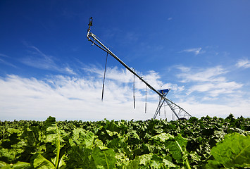 Image showing  Irrigating turnips