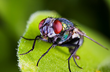 Image showing Fly macro