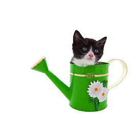 Image showing Watering Can Kitty