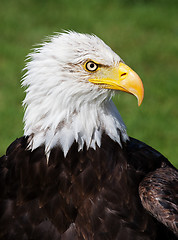 Image showing American Bald Eagle