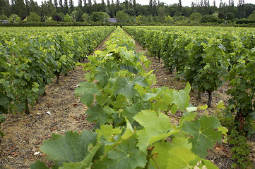 Image showing Vines growing in vineyard