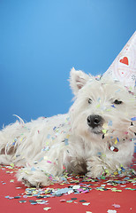 Image showing Dog party