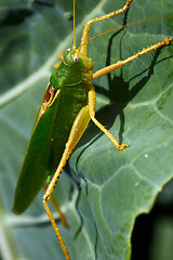 Image showing Grasshopper