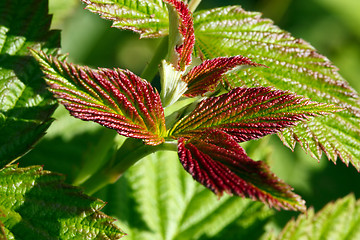 Image showing The leaves of raspberry