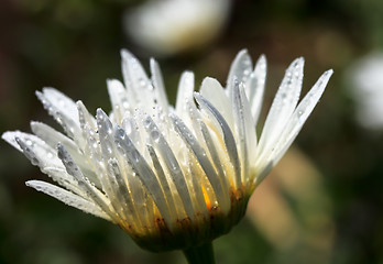 Image showing Daisy flower