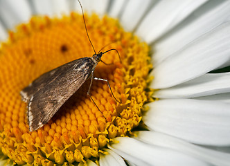 Image showing Butterfly on the daisies