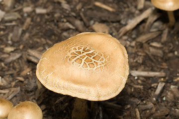 Image showing Wild Mushroom