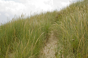 Image showing Dunegrass