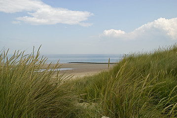 Image showing Dunegrass