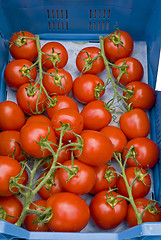 Image showing Tomatoes