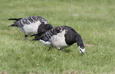 Image showing Barnacle Goose. 