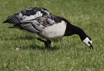 Image showing Barnacle Goose