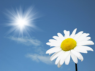 Image showing Camomile in the solar sky