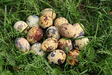 Image showing Quail eggs in the grass